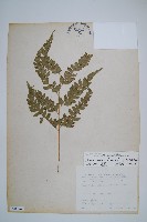 斜方複葉耳蕨藏品圖，第1張