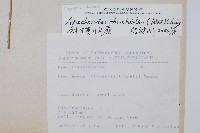 斜方複葉耳蕨藏品圖，第2張