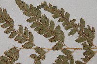 斜方複葉耳蕨藏品圖，第4張