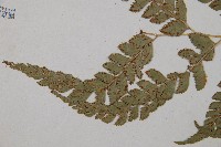 斜方複葉耳蕨藏品圖，第5張