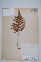 南海鱗毛蕨藏品圖，第1張