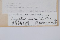 南海鱗毛蕨藏品圖，第2張