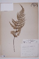 粉葉蕨藏品圖，第1張