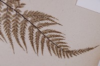 粉葉蕨藏品圖，第3張
