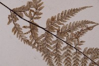 粉葉蕨藏品圖，第4張