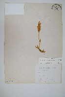 石松藏品圖，第1張