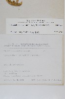 石松藏品圖，第2張