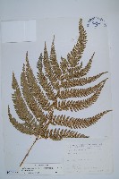 細葉複葉耳蕨藏品圖，第1張