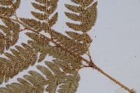 細葉複葉耳蕨藏品圖，第3張