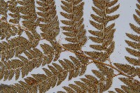 細葉複葉耳蕨藏品圖，第4張