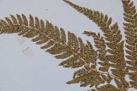 細葉複葉耳蕨藏品圖，第5張