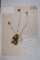 長柄粉背蕨藏品圖，第1張