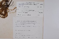 長柄粉背蕨藏品圖，第2張