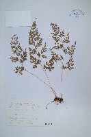 日本金粉蕨藏品圖，第1張