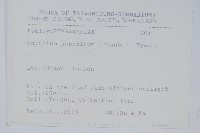 日本金粉蕨藏品圖，第2張