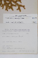 石松藏品圖，第2張