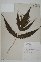 三叉蕨藏品圖，第1張