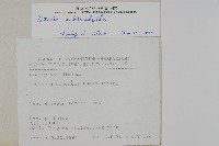 三叉蕨藏品圖，第2張