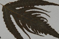 三叉蕨藏品圖，第3張