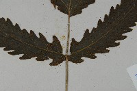 三叉蕨藏品圖，第4張