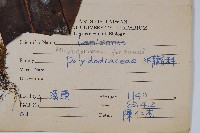 大星蕨藏品圖，第2張