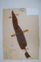 大星蕨藏品圖，第1張