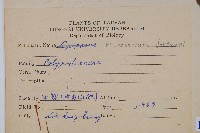 大星蕨藏品圖，第2張