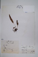 三葉茀蕨藏品圖，第1張