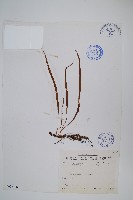 擬烏蘇里瓦葦藏品圖，第1張