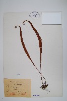 鱗瓦葦、長柄瓦葦藏品圖，第1張