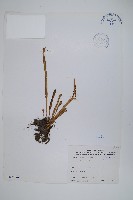 擬烏蘇里瓦葦藏品圖，第1張