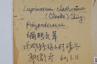 鱗瓦葦、長柄瓦葦藏品圖，第2張