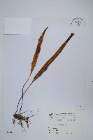 鱗瓦葦、長柄瓦葦藏品圖，第1張