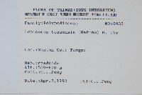 鱗瓦葦、長柄瓦葦藏品圖，第2張