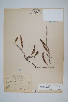 骨牌蕨藏品圖，第1張