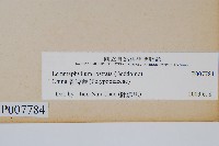 骨牌蕨藏品圖，第2張