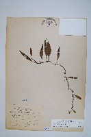 骨牌蕨藏品圖，第1張