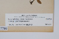 骨牌蕨藏品圖，第2張