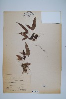 三葉茀蕨藏品圖，第1張