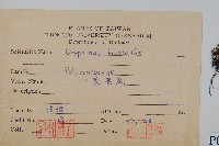 三葉茀蕨藏品圖，第2張