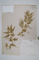 全緣卷柏藏品圖，第1張