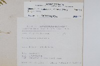 全緣卷柏藏品圖，第2張