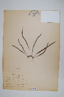 瓦葦藏品圖，第1張