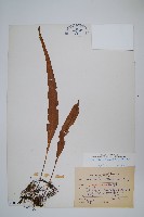 粵瓦葦藏品圖，第1張