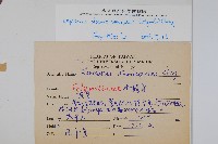 粵瓦葦藏品圖，第2張