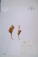 玉柏藏品圖，第1張