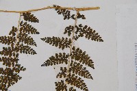 稀子蕨藏品圖，第3張