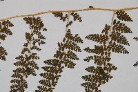 稀子蕨藏品圖，第4張