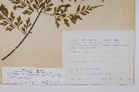 大黑柄鐵角蕨、黃鱗鐵角蕨、大羽鐵角蕨藏品圖，第2張