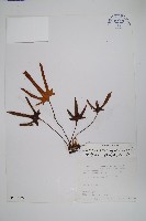 槭葉石葦藏品圖，第1張